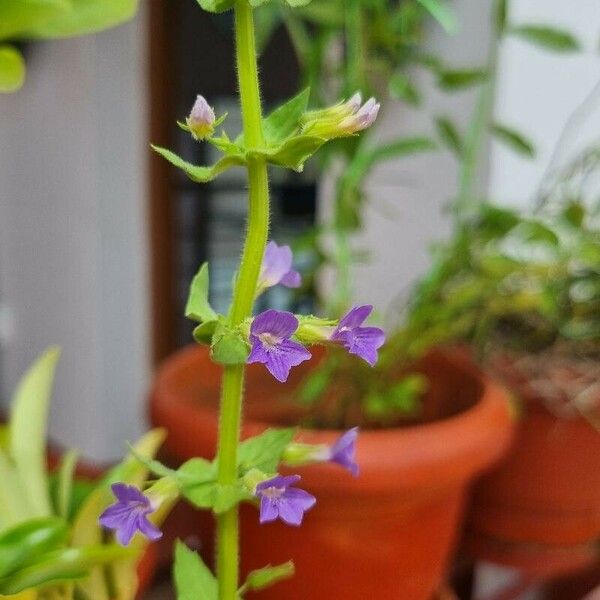 Aquarius palifolius Flor