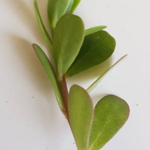 Bacopa monnieri Cortiza