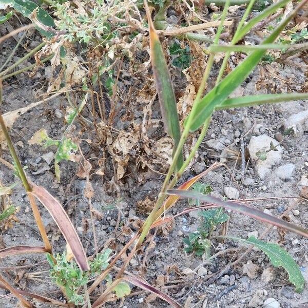 Setaria italica Leaf