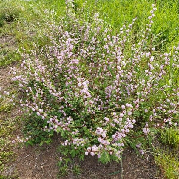 Mimosa pigra Kwiat