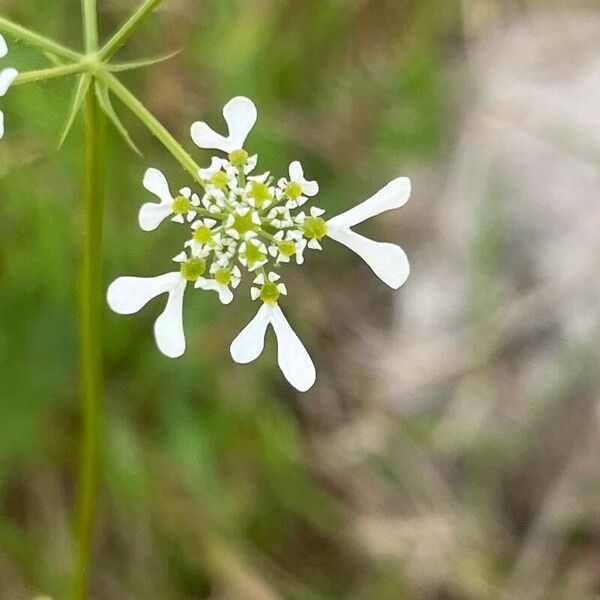 Tordylium apulum Flower