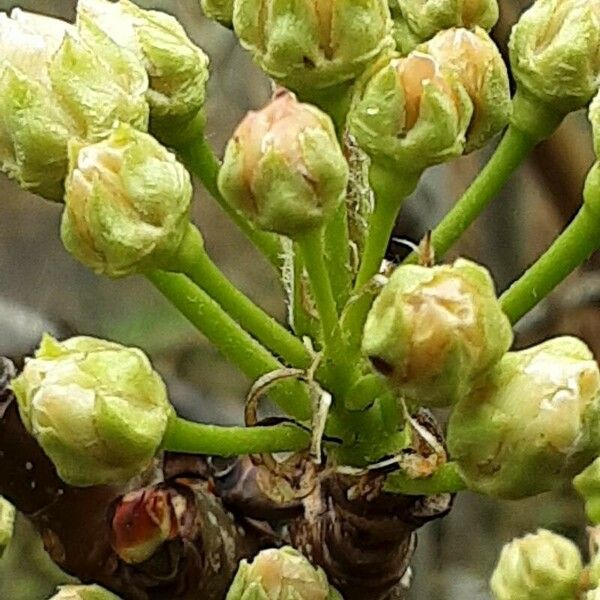 Pyrus pyrifolia Cvet