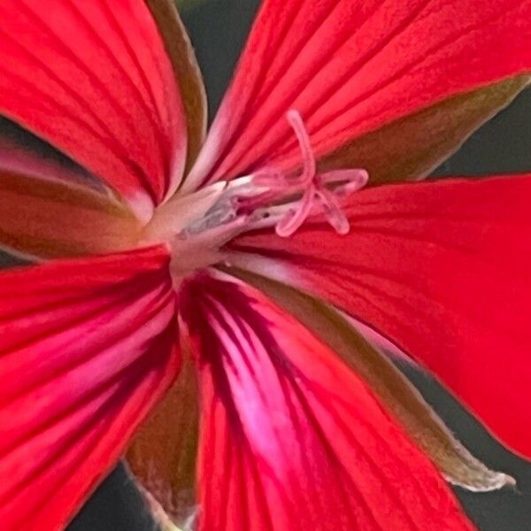 Pelargonium peltatum 花