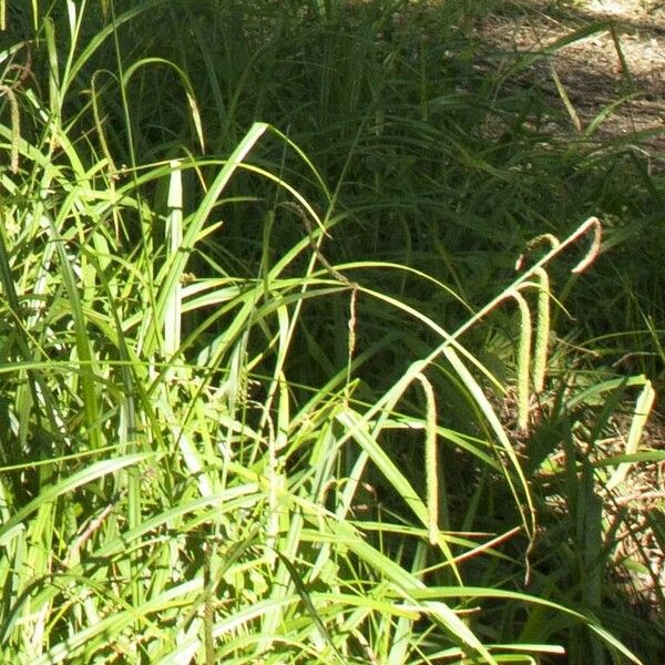 Carex pendula Blüte