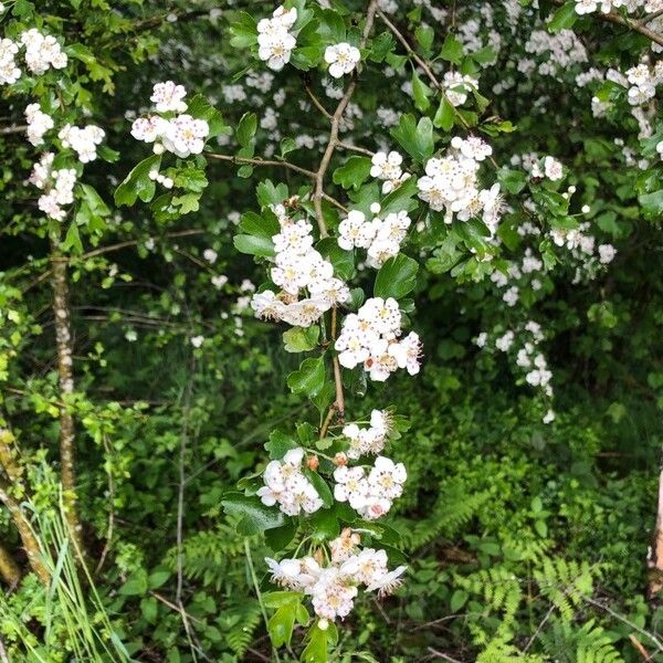 Crataegus laevigata Цвят