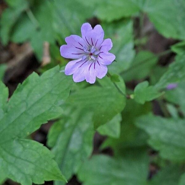 Geranium nodosum Flower