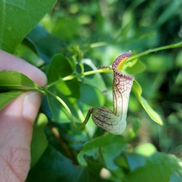 Aristolochia triangularis Flower