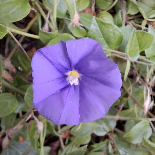 Convolvulus sabatius 花