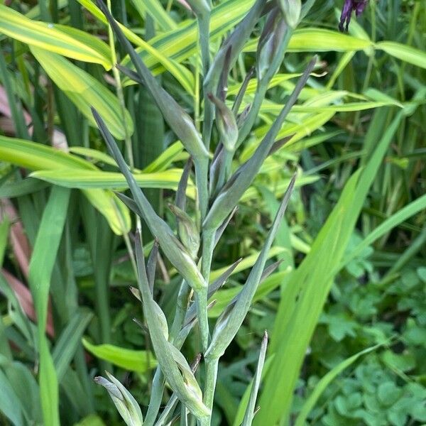 Gladiolus italicus पत्ता