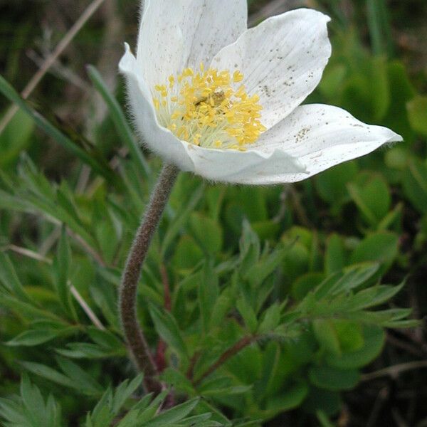 Pulsatilla alpina Blomma