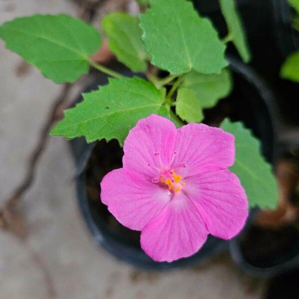 Pavonia lasiopetala Flower