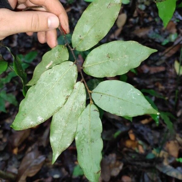 Oxandra venezuelana Leht