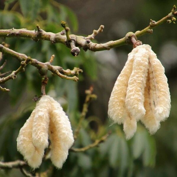 Ceiba pentandra Frugt