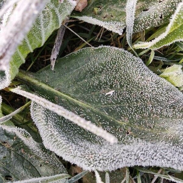 Verbascum boerhavii ᱥᱟᱠᱟᱢ