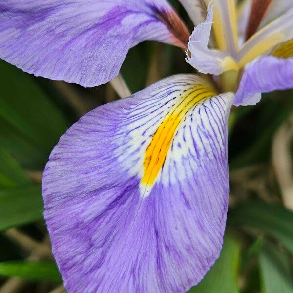 Iris unguicularis പുഷ്പം