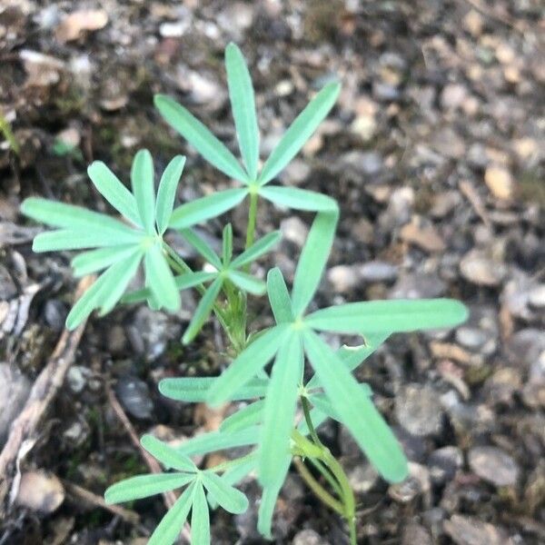 Lupinus angustifolius Blatt