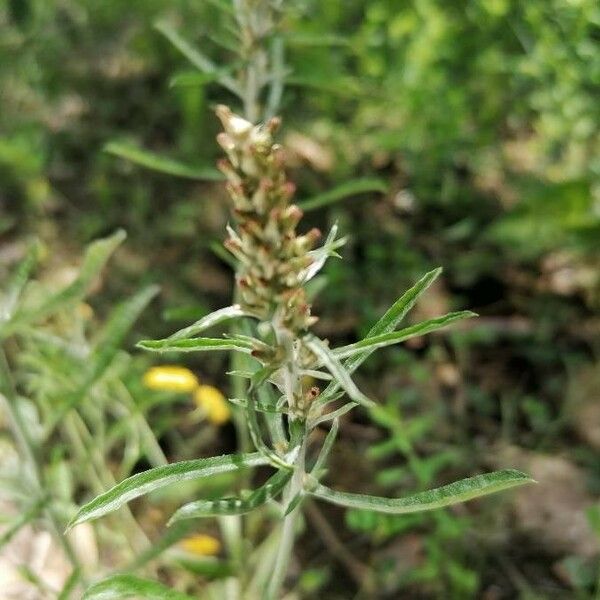 Gnaphalium sylvaticum Flower