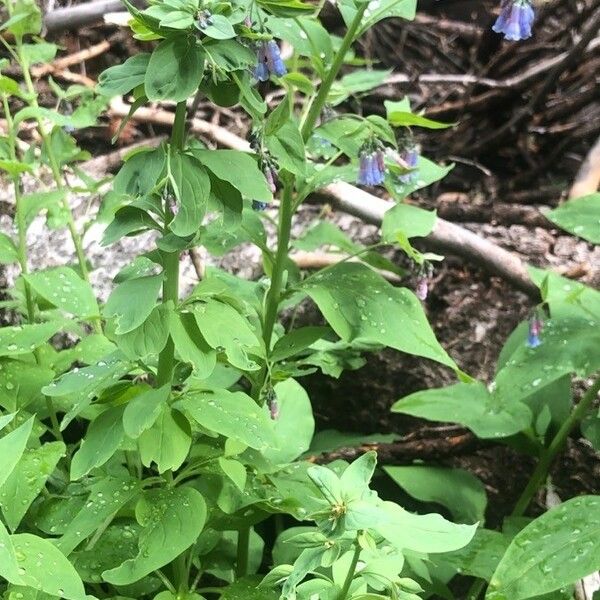 Mertensia ciliata অভ্যাস