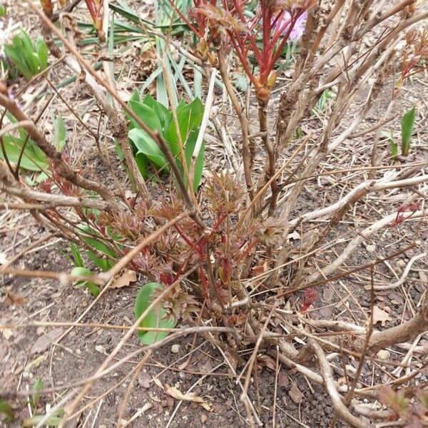 Paeonia × suffruticosa خشب