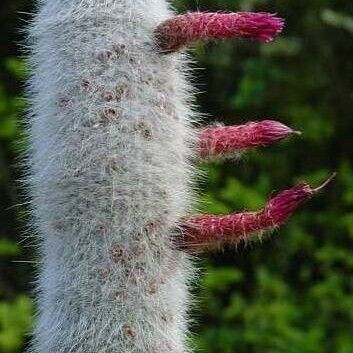 Cleistocactus strausii 花