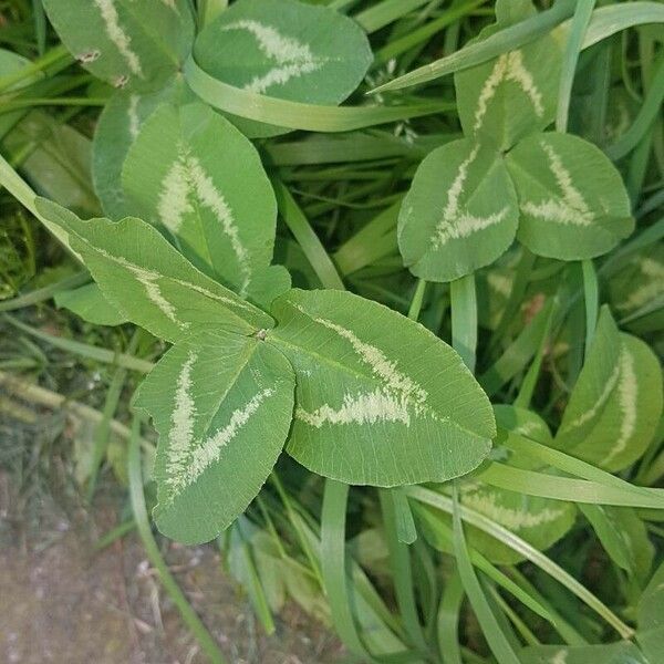 Trifolium repens List