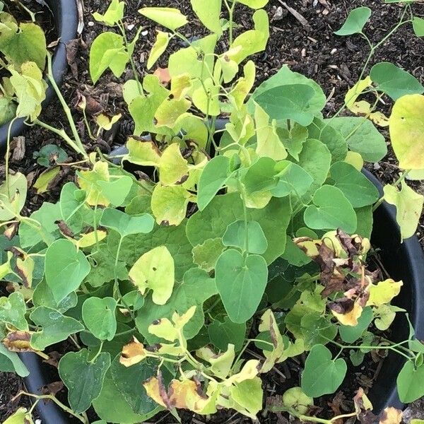 Aristolochia clematitis Fulla