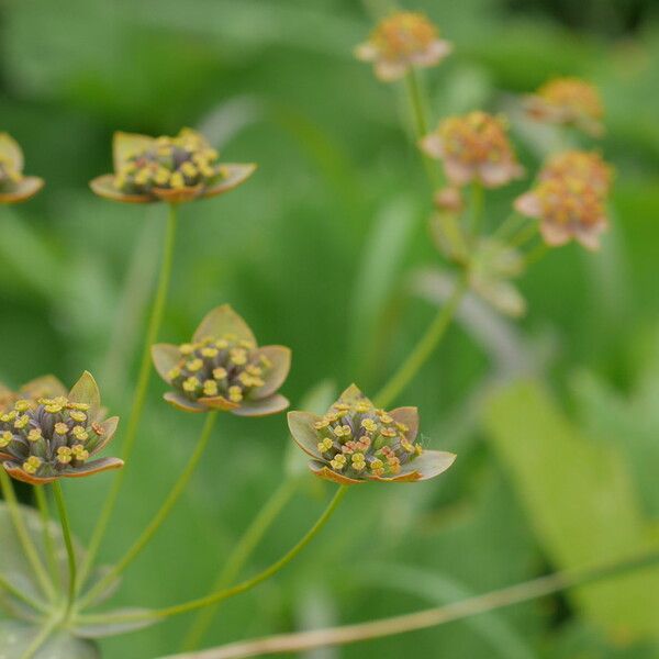 Bupleurum longifolium Flower