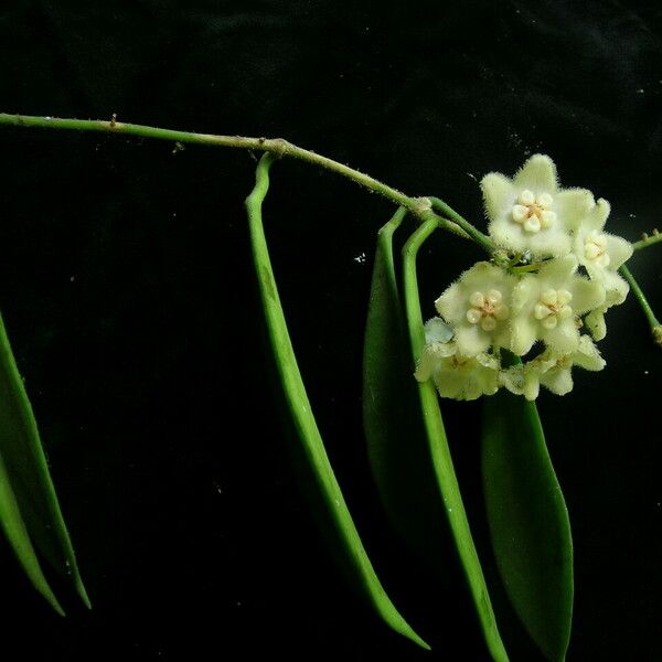 Hoya longifolia Costuma
