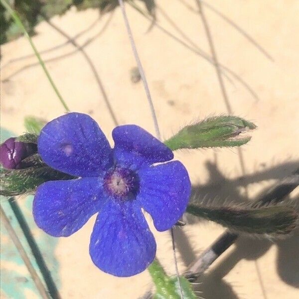 Anchusa officinalis Žiedas