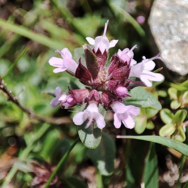 Thymus pulegioides Floro