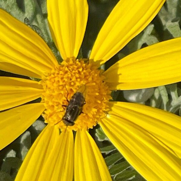 Euryops pectinatus ᱵᱟᱦᱟ