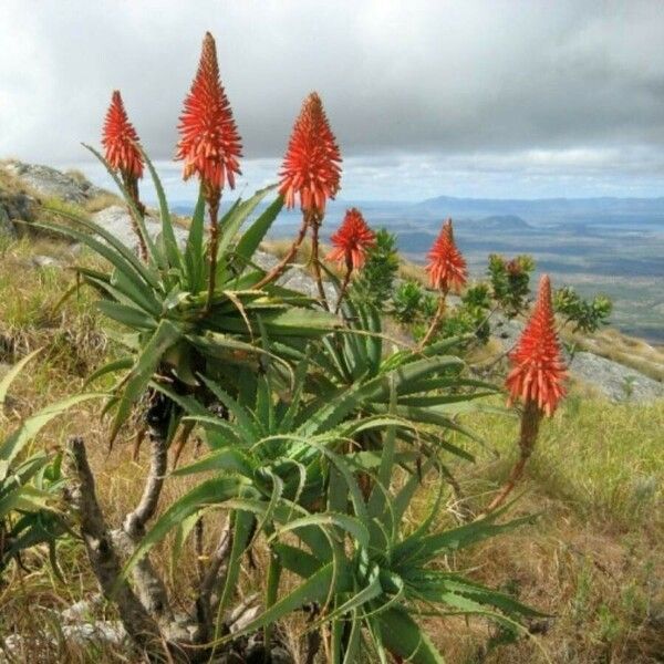 Aloe arborescens Õis