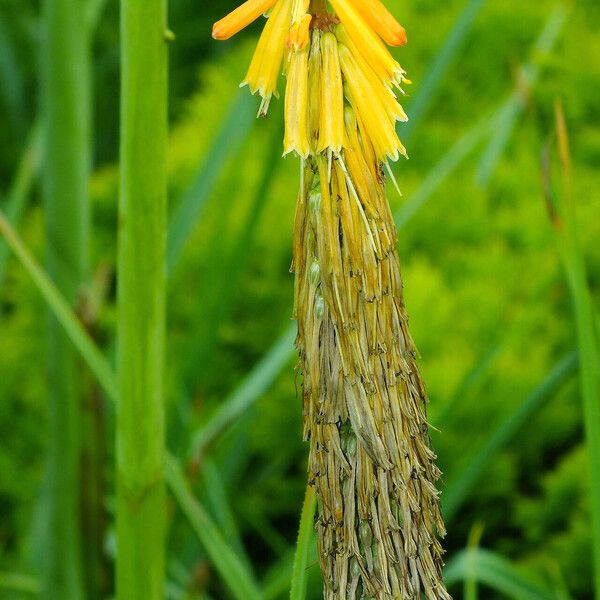 Kniphofia uvaria Flower