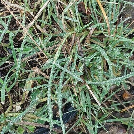 Bromus commutatus Leaf