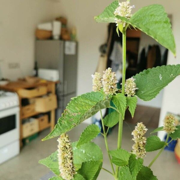 Agastache foeniculum Leaf