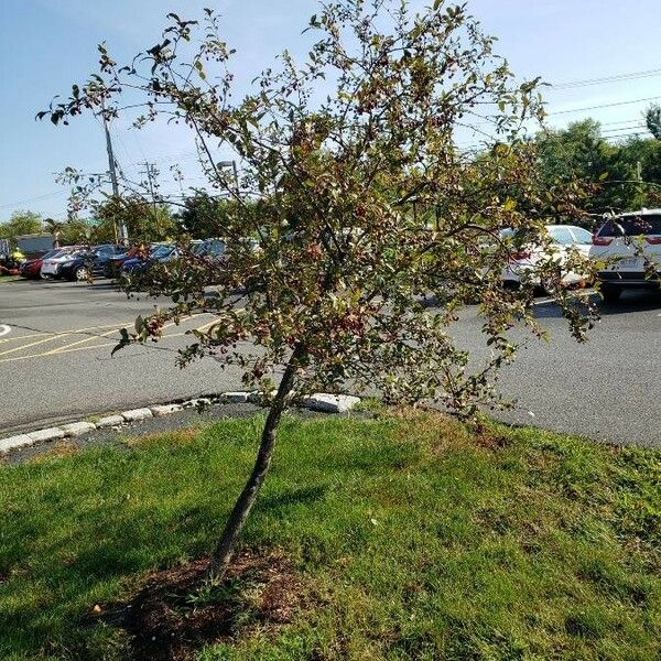 Malus hupehensis Habitat