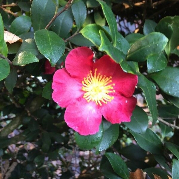 Camellia sasanqua Flors