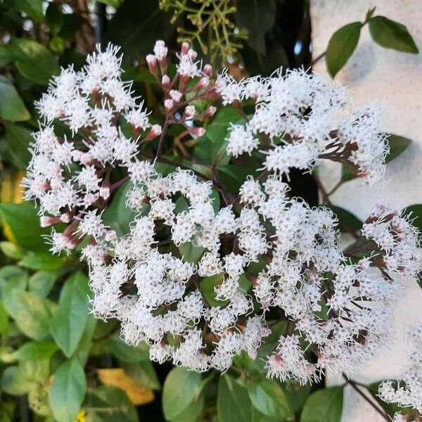 Ageratina altissima Flower