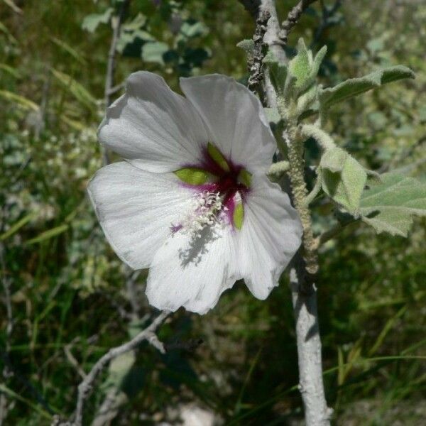 Malva subovata 花