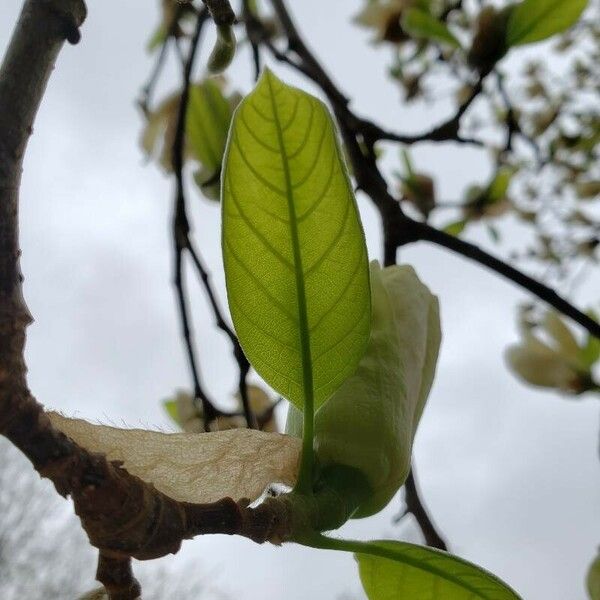 Magnolia denudata برگ