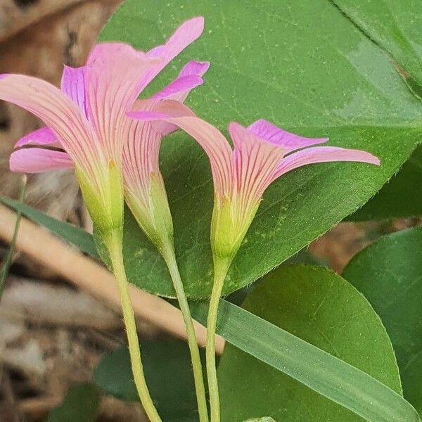 Oxalis debilis Квітка