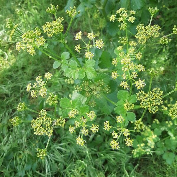 Smyrnium olusatrum Çiçek