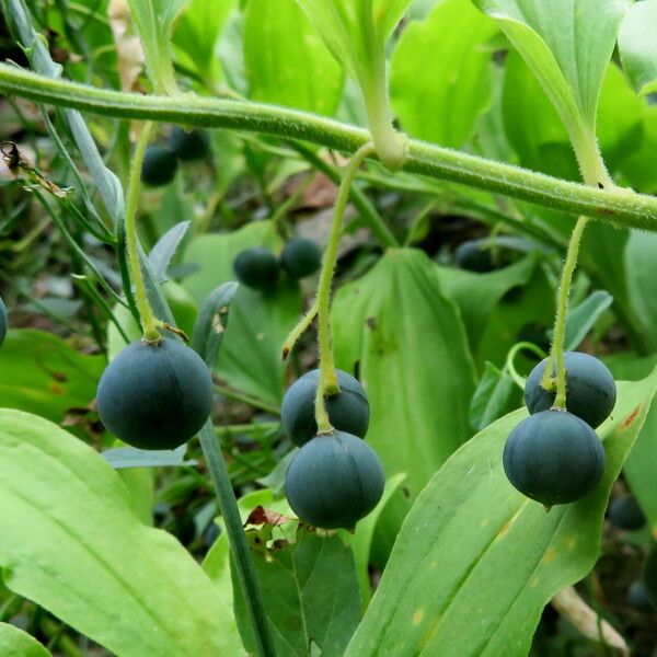 Polygonatum latifolium Fruit