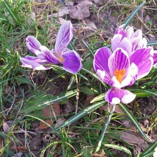 Crocus versicolor Blomst