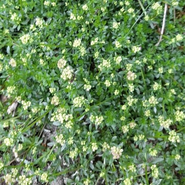 Galium saxatile Hábito