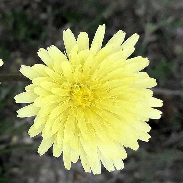 Urospermum dalechampii Flower