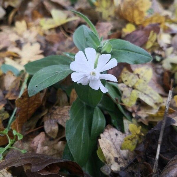 Silene andryalifolia Cvet