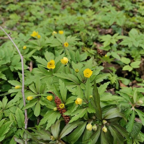 Anemonoides ranunculoides Blomst