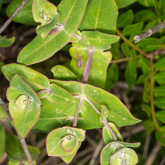 Lonicera implexa Blatt