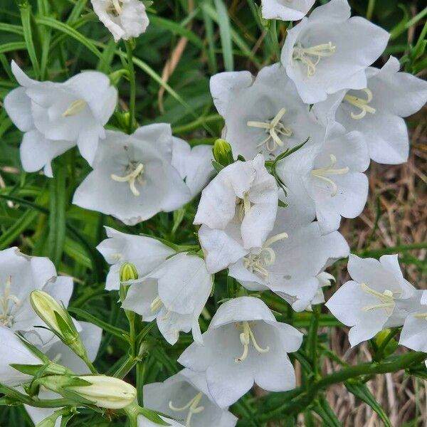 Campanula persicifolia Λουλούδι